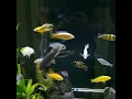 Feeding bloodworms to African Cichlids