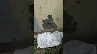                                                     دندنها