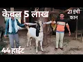 Lagu 👍15 लाख वाले बकरे का बेटा केवल 5 लाख में👍21 इंच लंबे कान #kota #breeder #forsell #goat #goatfarming