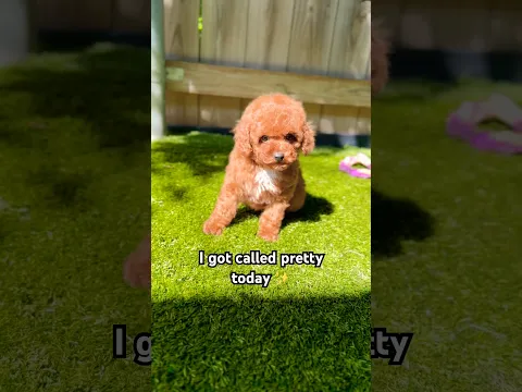Isn’t she so cute?! #puppy #petsrule #toypoodle #poodle #redpoodle #cutepuppy