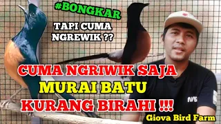 Download CARA AMPUH MENGATASI MURAI BATU KURANG BIRAHI #NGERIWIK MP3