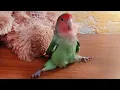 Download Lagu Forget Dogs, These Birds Are The Best Comedians 🤣 Funniest Animal Videos 2025