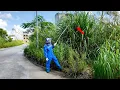 Download Lagu Overgrown Weeds Challenge Us - Abandoned Sidewalks Revive after Years of Living with Weeds and Trash