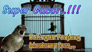 Download Masteran Jongkangan Gacor# Nyuling panjang# Suara Keras MP3