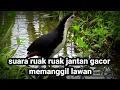 Download Lagu suara burung ruak ruak jantan memanggil lawan