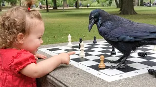 Best Of Crows - Funny Smart Moments