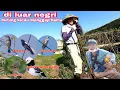 Download Lagu NGERI! petani ini pasrah ketika perkebunan di serang banyak burung kicau