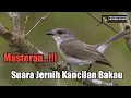 🔴 MASTERAN ‼️ Lagu Jernih,Suara Burung Kancilan Bakau...