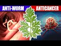 The Amazing Properties of Wormwood