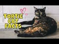 10 Amazing Facts About Tortoiseshell Cats