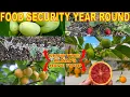 Grow These 6 Fruit Trees For YEAR ROUND HARVESTS Never Fear FOOD SHORTAGES Always Have Fresh Food