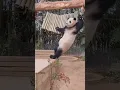 tingkah laku hewan bikin ngakak #shorts #hewanlucu