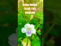 Bunga Rumput Israel / Ara Sungsang ( Asystasia gangetica ) #music #calmdown #flowers #plants #herbal