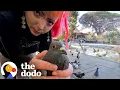 Download Lagu Meet The Real Life Pigeon Lady | The Dodo