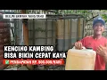 Download Lagu MEMBUAT PUPUK CAIR DARI KENCING TERNAK KAMBING | @AGROTV9