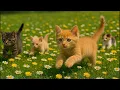 Download Lagu ANAK KUCING MEONG MEONG‼️  KUCING GAGAL NYOLONG‼️TAPI MASIH GEMES‼️GABISA MARAH‼️ #kucinglucu