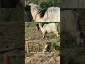 Download Lagu POV:The Goat’s Itch Was So Bad, Even the Fence Gave Up