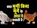 Can a hen lay an egg without a rooster JANHITTIMES