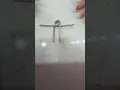 How to Solve Two Nails Puzzle Easy Magic Trick 1 Twisted Nail Puzzle