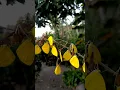 Download Lagu Kupu-Kupu Kuning #shorts #butterfly