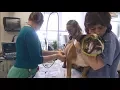 About NYC s Animal Medical Center
