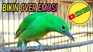 cucak ijo betina gacor hiper memanggil jantan bikin birahi