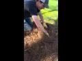 Spreading pine straw like a boss