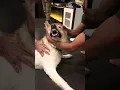 Ra s Dog Solar Transforms His Gait With Help From Garry
