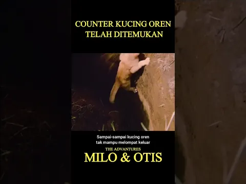 Duel kucing oren dan ular di atas pohon #short