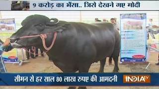 the murrah buffalo shocking diet of buffalo worth rs 9 crore