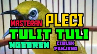 Download MASTERAN PLECI TULIT TULIT NGEBREN CIBLEK PANJANG MP3