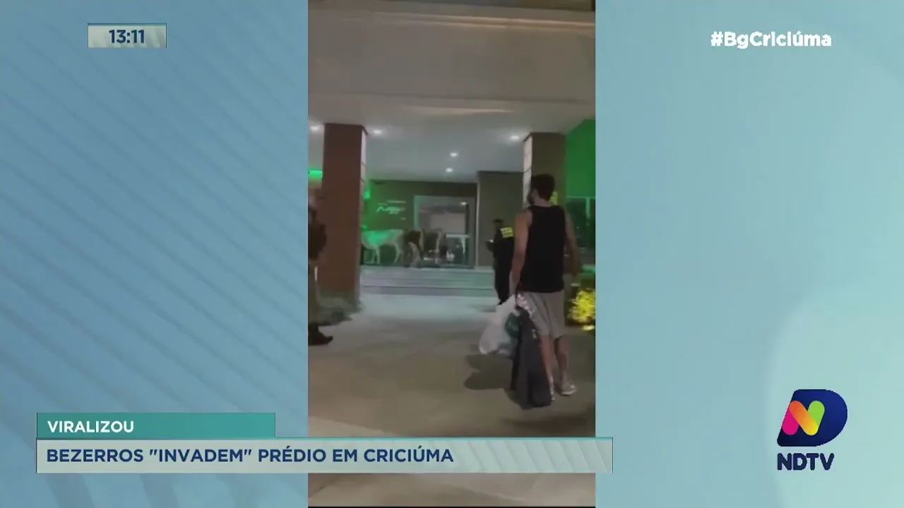 Bezerros "invadem" prédio em Criciúma e a polícia é acionada