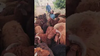 انتا فييين يااااعم 01011081886 ـ 01020961281 