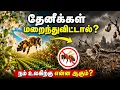 What If Honey Bees Disappeared The Shocking Chain Reaction That Could Change the World