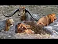 Download Powerful Wild Animals Fight Buffalo vs Lion, Crocodile vs Leopard - Hyena, Tiger, Wild Dog mp4 3gp mp3 videos - waplic