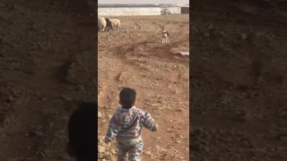 كلب يلحق ولد صغير 