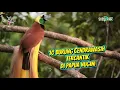 TOP 10 MOST BEAUTIFUL BIRDS OF HEAVEN IN PAPUA NEW GUINEA