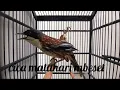 Download Lagu cica matahari|CENDET m4T4H4R1 mbeseet untuk masteran
