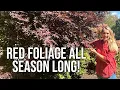 Japanese Maple Bloodgood - The Maple That Stays Red ALL SEASON LONG