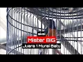 Download Lagu Aksi Murai Batu Juara | Semakin Tua semakin Membara ! | Mister BIG di Gantangan Jegger Enterprise