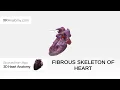 Download Lagu Fibrous skeleton of heart