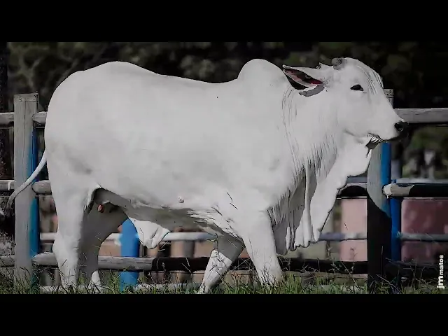 Novilha Nelore SGN - 2530