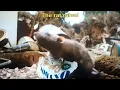 the rat rules scene