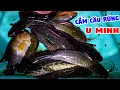 Lagu Cắm Câu Ngày - Cuộc Sống Rừng Già - Tập 9