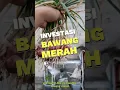 Download Lagu Cara menanam bawang merah. #bawangmerah #berkebun #berkebunorganik #tanambawangmerah #tipsberkebun