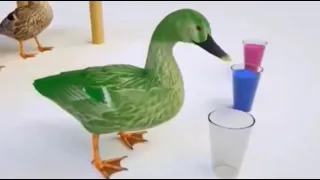 Murottal anak| bebek lucu warna warni| ngaji animasi bebek