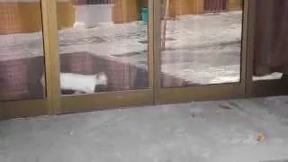 The Estepona Kitten