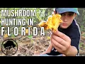 HUNTING for CHANTERELLE mushrooms in Florida Cantharellus Cibarius