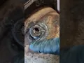 HINO DPF CHAMBER changing a thread on a damaged sensor