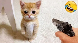 Funniest Pets You Will See Today! Try Not To Laugh Challenge 😼
